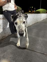 Found/Stray Male Dog last seen Mohave and sahara, Winchester, NV 89121
