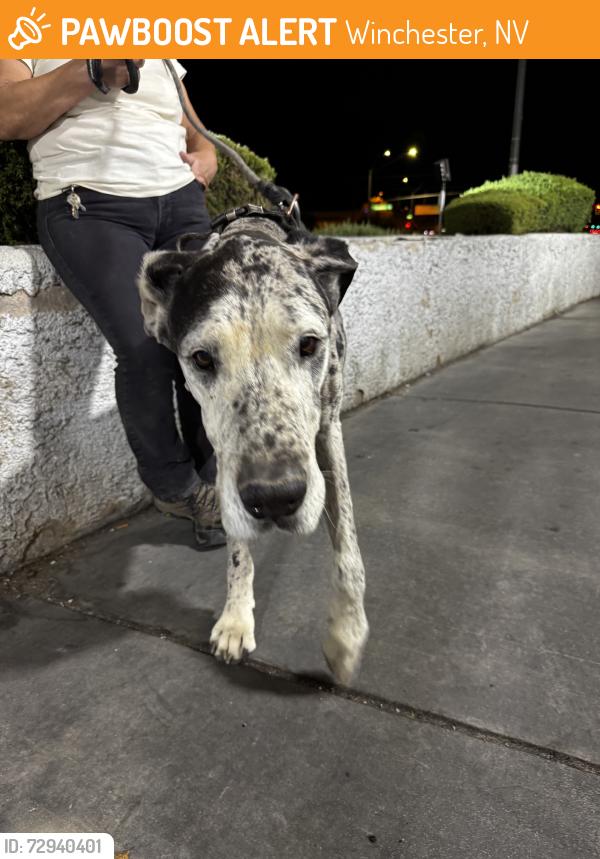 Found/Stray Male Dog last seen Mohave and sahara, Winchester, NV 89121