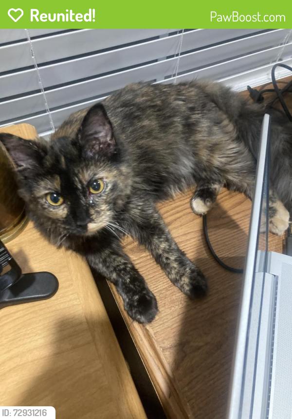 Reunited Female Cat last seen Craigmoss lane, Charlotte, NC 28278