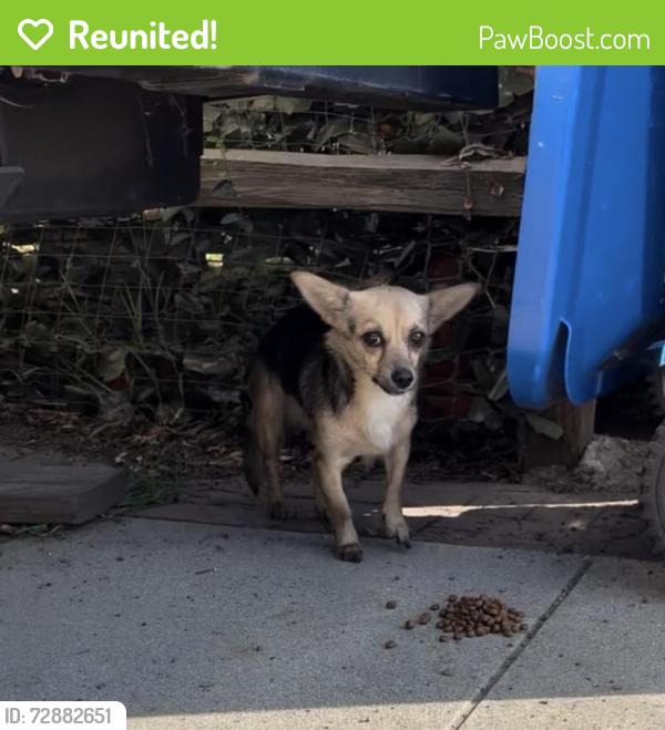 Reunited Male Dog last seen Aliso St. and Berkeley , Pomona, CA 91768