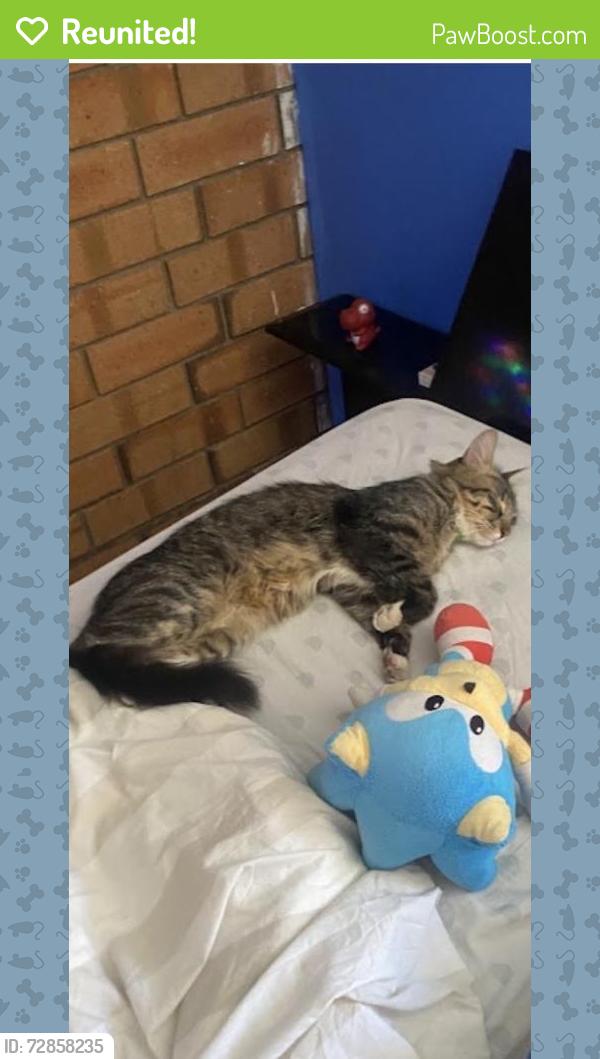 Reunited Male Cat last seen Tonsley village Byron ave Celtic ave cohen court , Clovelly Park, SA 5042