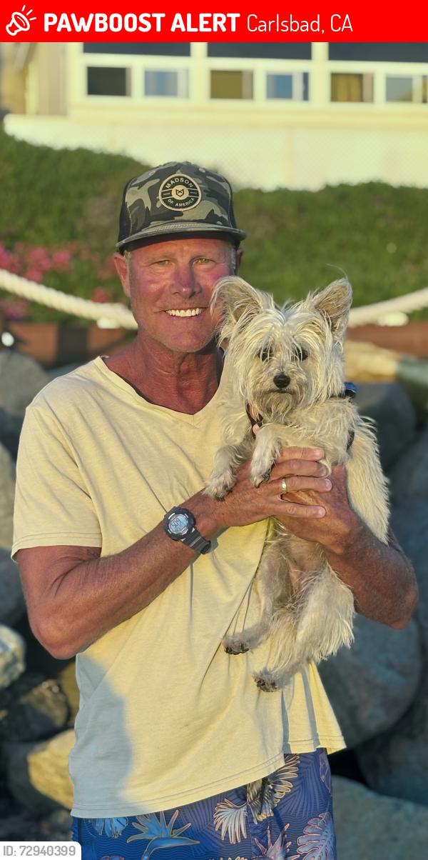 Lost Female Dog last seen Park Dr. , Carlsbad, CA 92008