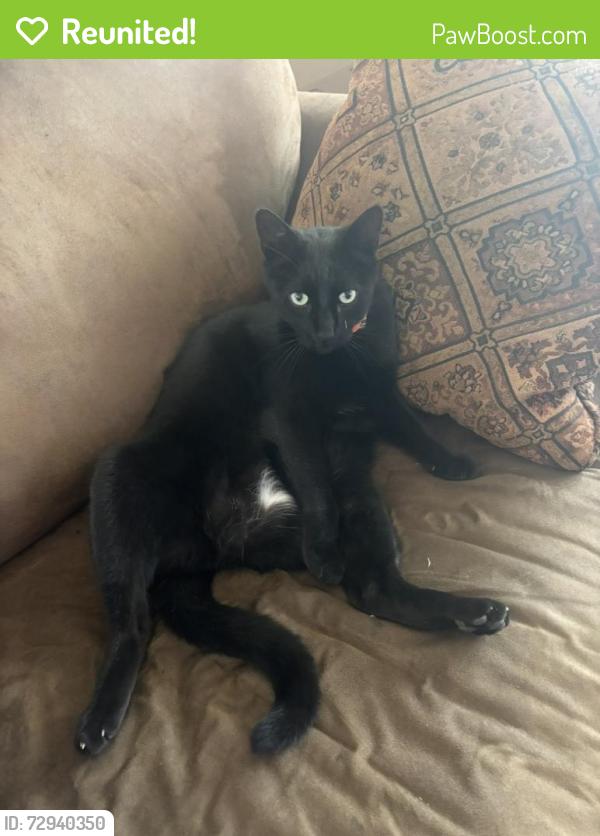 Reunited Male Cat last seen Holly Lane/North River/76, Bonsall, CA 92003