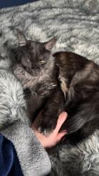 Lost Female Cat last seen Shaw Road, Blakenhall, England WV2
