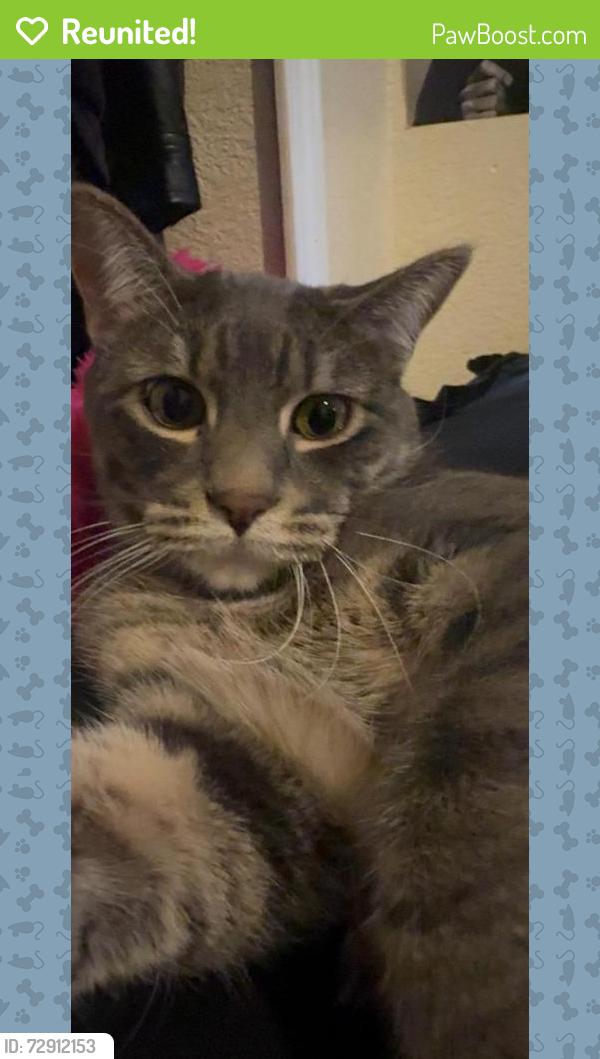 Reunited Male Cat last seen Found him today! He got some rest and ate some food! Thank you, Colorado Springs, CO 80916