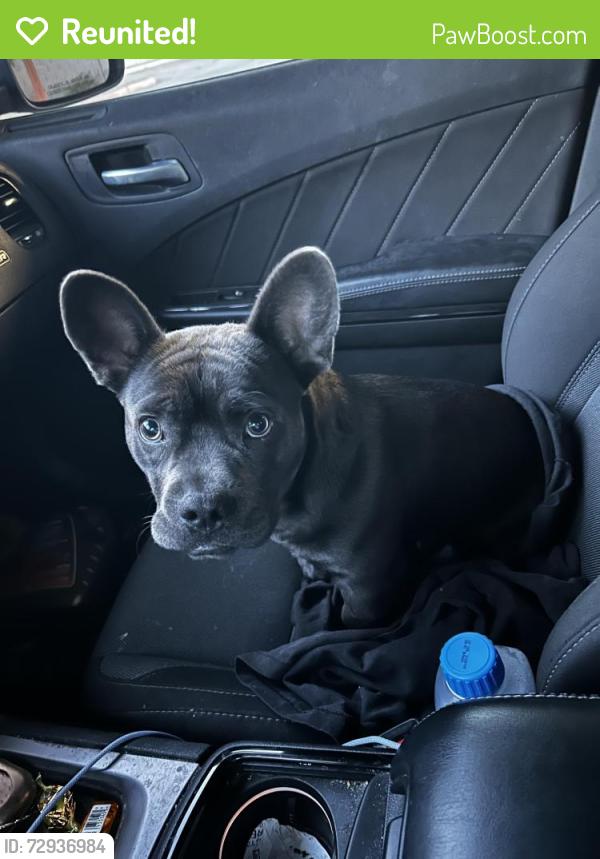 Reunited Male Dog last seen Jacala st and McGill, Whitney, NV 89122