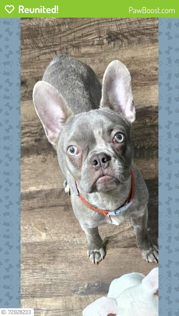 Reunited Male Dog last seen Wilmer hutchins elementary , Hutchins, TX 75141