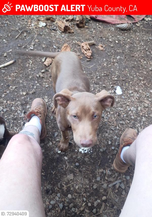 Lost Male Dog last seen Laporte rd, Yuba County, CA 95972