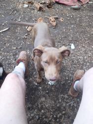 Lost Male Dog last seen Laporte rd, Yuba County, CA 95972