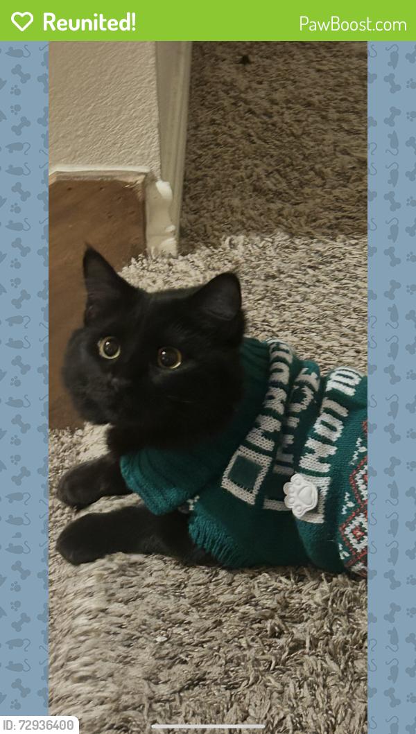 Reunited Female Cat last seen Derry Dr by the children’s light hse, Frisco, TX 75035