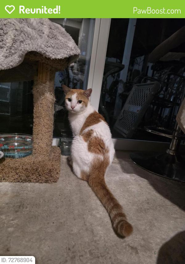 Reunited Female Cat last seen Miralago ests, Parkland, FL 33076