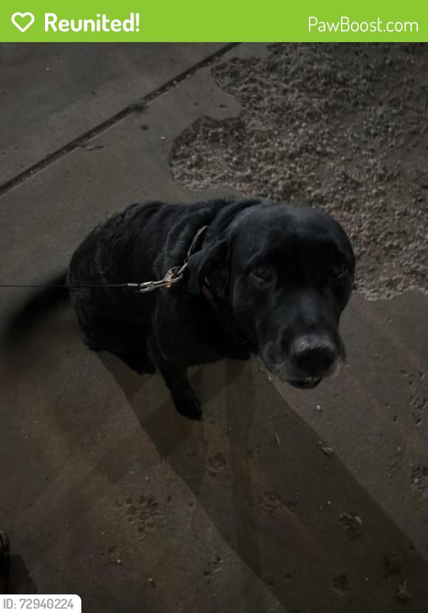 Reunited Male Dog last seen 93rd, Lubbock, TX 79424