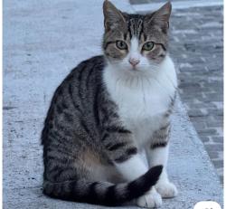 Found/Stray Unknown Cat last seen Roscoe y penfield, Los Angeles, CA 91306