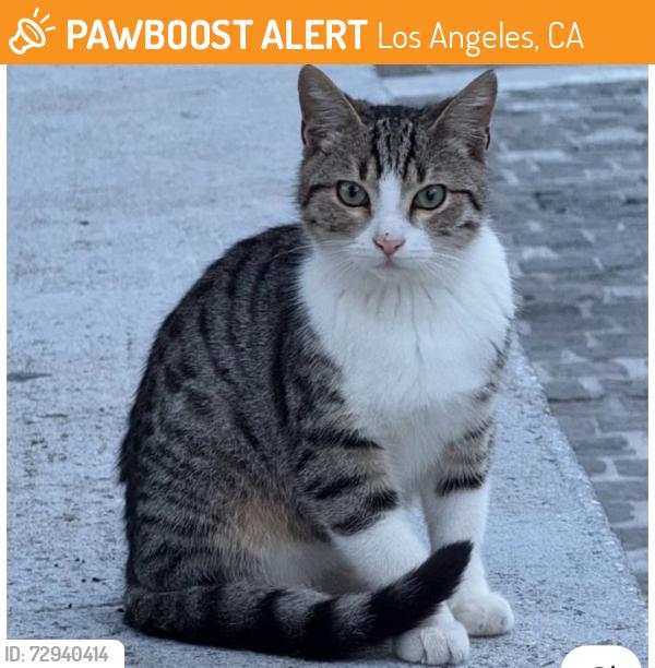 Found/Stray Unknown Cat last seen Roscoe y penfield, Los Angeles, CA 91306