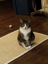 Reunited Female Cat last seen In backyards of 26th Ave E bt Newton and Boyer, Seattle, WA 98112