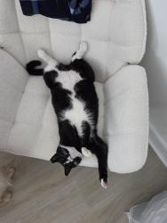Lost Male Cat last seen Jax Golf Area, Jacksonville, FL 32224