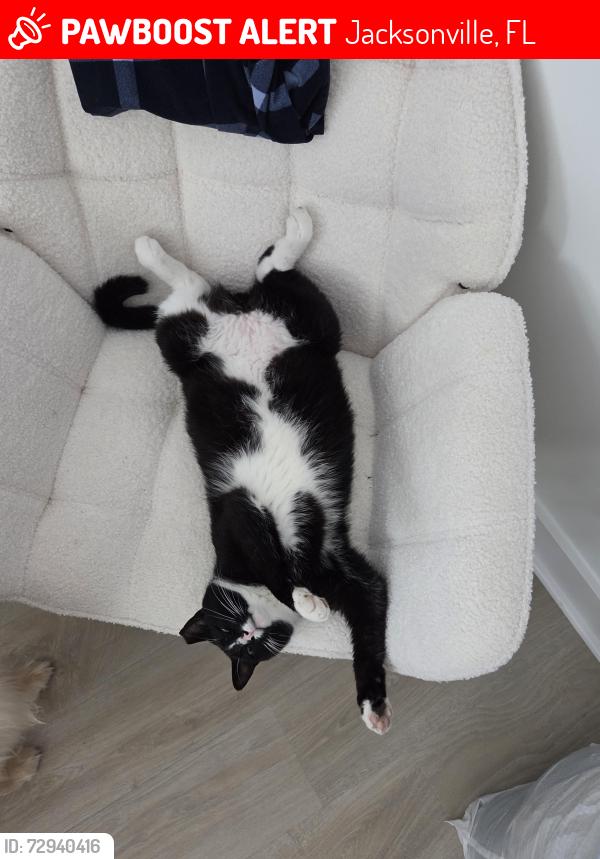 Lost Male Cat last seen Jax Golf Area, Jacksonville, FL 32224