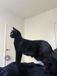 Lost Female Cat last seen Building 1140, Oxnard, CA 93030
