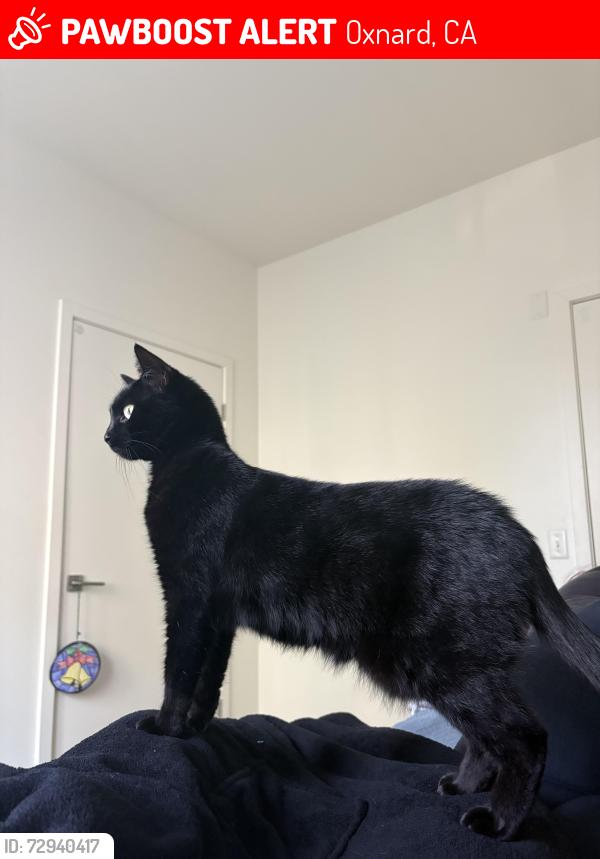 Lost Female Cat last seen Building 1140, Oxnard, CA 93030