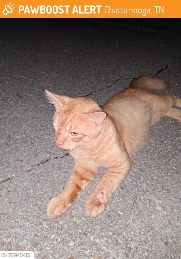 Found/Stray Male Cat last seen South Terrace, Moore, Chattanooga, TN 37412