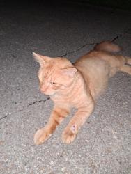 Found/Stray Male Cat last seen South Terrace, Moore, Chattanooga, TN 37412