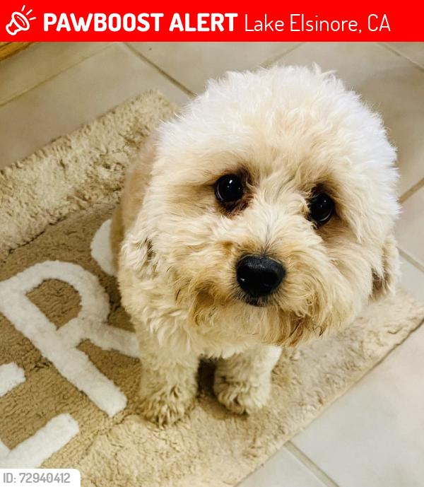 Lost Male Dog last seen Baldwin and Hayes, Lake Elsinore, CA 92530