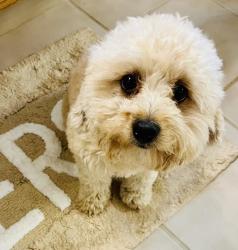 Lost Male Dog last seen Baldwin and Hayes, Lake Elsinore, CA 92530