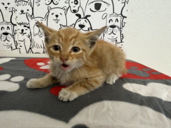 Shelter Stray Male Cat last seen , San Pedro, CA 90731