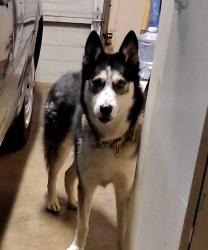 Reunited Unknown Dog last seen Se 67th and Knight st, Portland, OR 97206