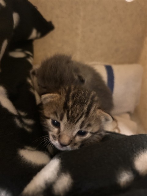Shelter Stray Female Cat last seen Near BLOCK ONAKNOLL DR, PERRIS CA 92570, Jurupa Valley, CA 92509