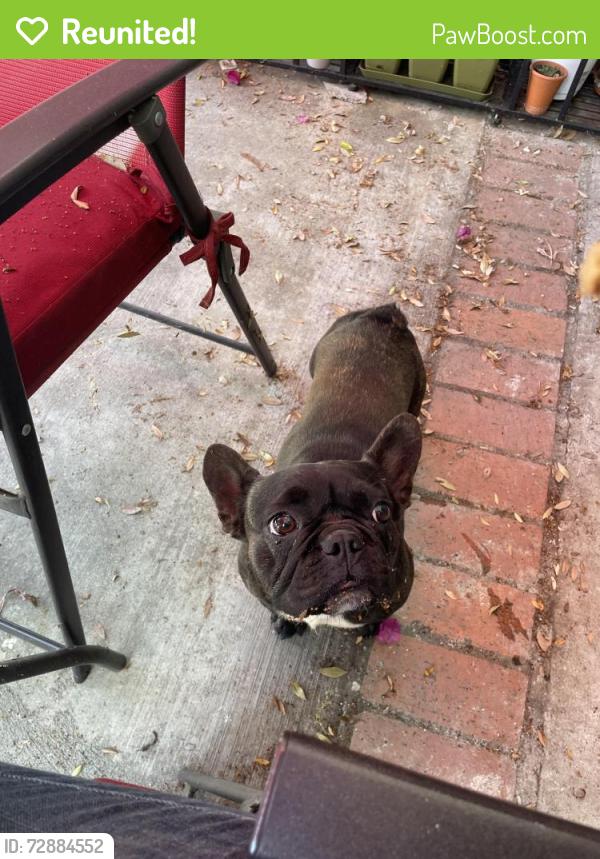 Reunited Female Dog last seen Academy Ave and Augusta St, Pomona, CA 91768
