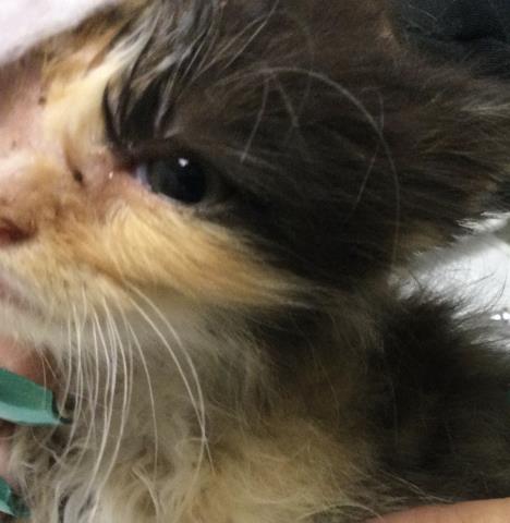 Shelter Stray Female Cat last seen Near BLOCK 45TH ST, JURUPA VALLEY CA 92509, Jurupa Valley, CA 92509