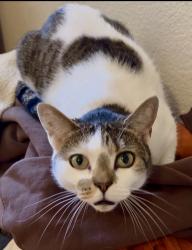 Reunited Female Cat last seen Near Camino Del Mar, Del Mar, CA 92014, USA, Del Mar, CA 92014