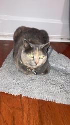 Reunited Female Cat last seen Jonesville landing community , Five Forks, SC 29681