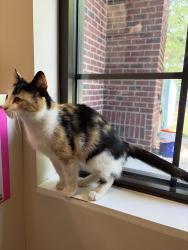 Lost Female Cat last seen Dollar general, Bethany Charter School, Rockingham County, NC 27358