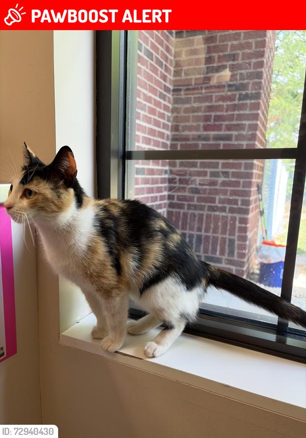 Lost Female Cat last seen Dollar general, Bethany Charter School, Rockingham County, NC 27358