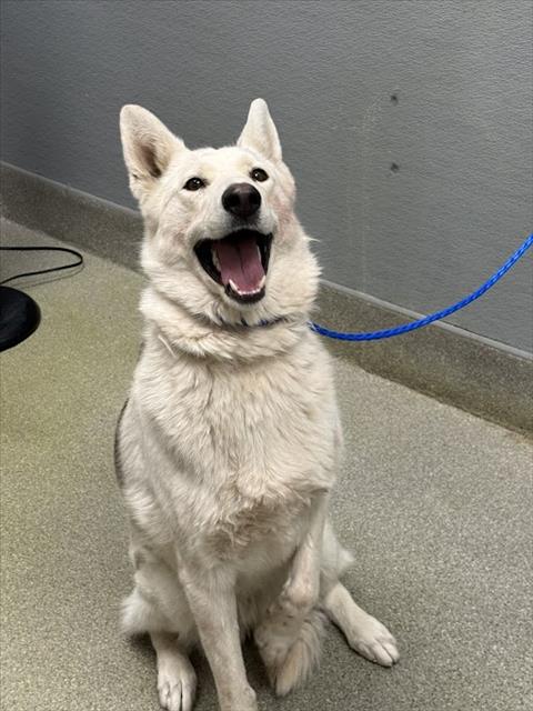Shelter Stray Female Dog last seen Near BLOCK N NELLIS BLVD, LAS VEGAS NV 89115, Las Vegas, NV 89101