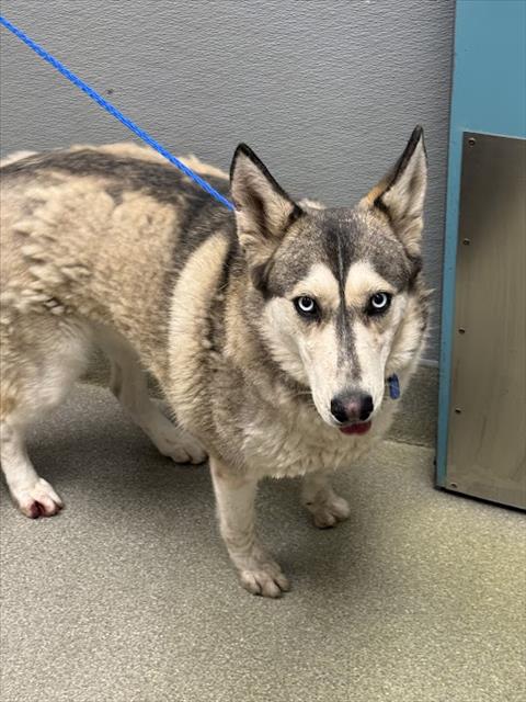 Shelter Stray Female Dog last seen Near BLOCK N NELLIS BLVD, LAS VEGAS NV 89115, Las Vegas, NV 89101