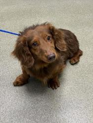 Shelter Stray Male Dog last seen Near BLOCK MINDORO AVE, NORTH LAS VEGAS NV 89031, Las Vegas, NV 89101