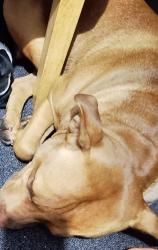 Lost Male Dog last seen Josephine st riverwood, Riverwood, NSW 2210