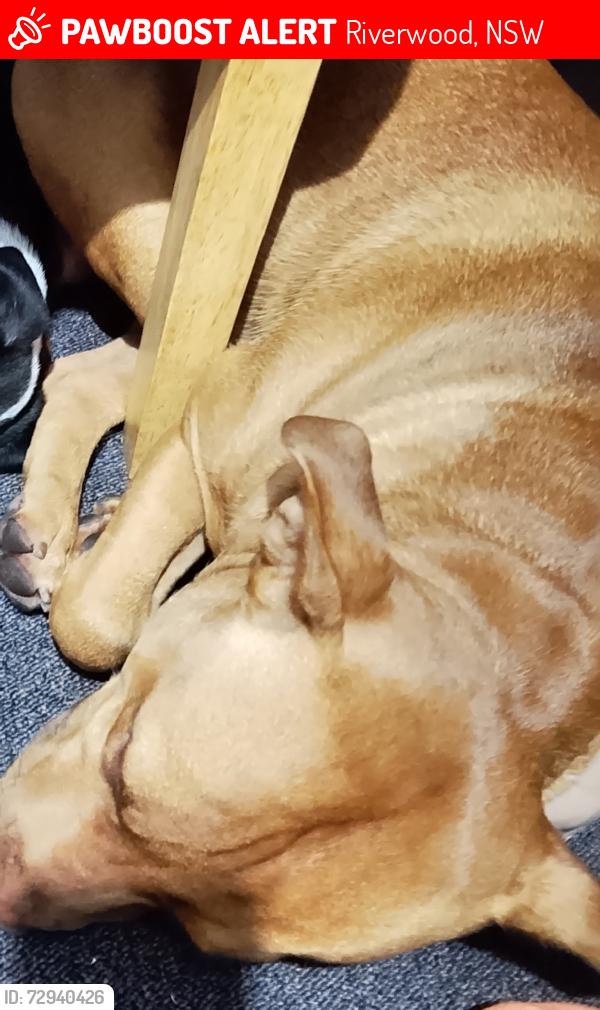 Lost Male Dog last seen Josephine st riverwood, Riverwood, NSW 2210