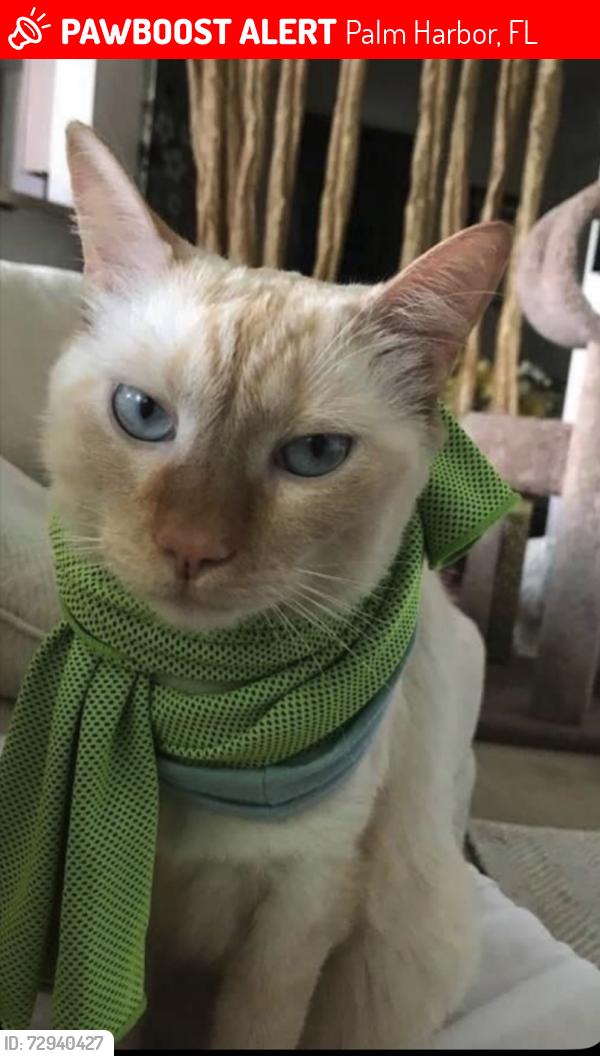 Lost Male Cat last seen Kings Rd and Wembley, Palm Harbor, FL 34685