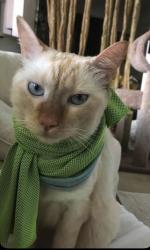 Lost Male Cat last seen Kings Rd and Wembley, Palm Harbor, FL 34685