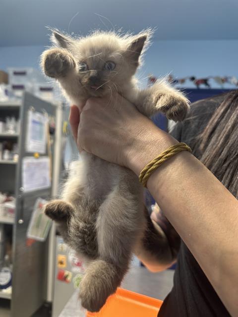 Shelter Stray Male Cat last seen Near BLOCK AUGUSTA ST, BAKERSFIELD CA 93307, Bakersfield, CA 93308