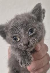 Shelter Stray Female Cat last seen Near BLOCK HEIGHT ST, BAKERSFIELD CA 93305, Bakersfield, CA 93308