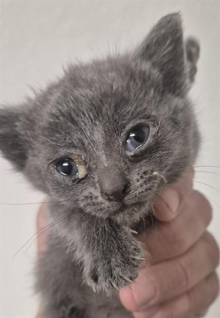 Shelter Stray Female Cat last seen Near BLOCK HEIGHT ST, BAKERSFIELD CA 93305, Bakersfield, CA 93308