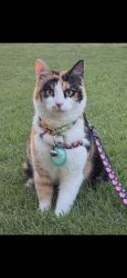 Reunited Female Cat last seen Rangeview St, Spring Valley , Spring Valley, CA 91977