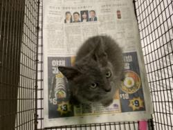 Shelter Stray Male Cat last seen , Los Angeles, CA 90047