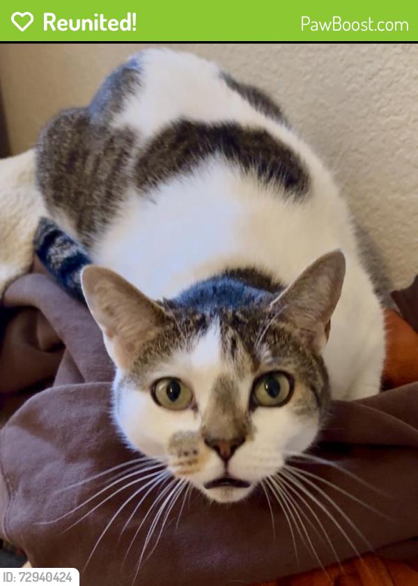 Reunited Female Cat last seen Near Camino Del Mar, Del Mar, CA 92014, USA, Del Mar, CA 92014