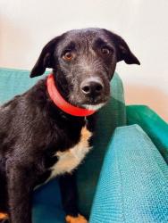 Reunited Male Dog last seen 33rd and Roff, Oklahoma City, OK 73112